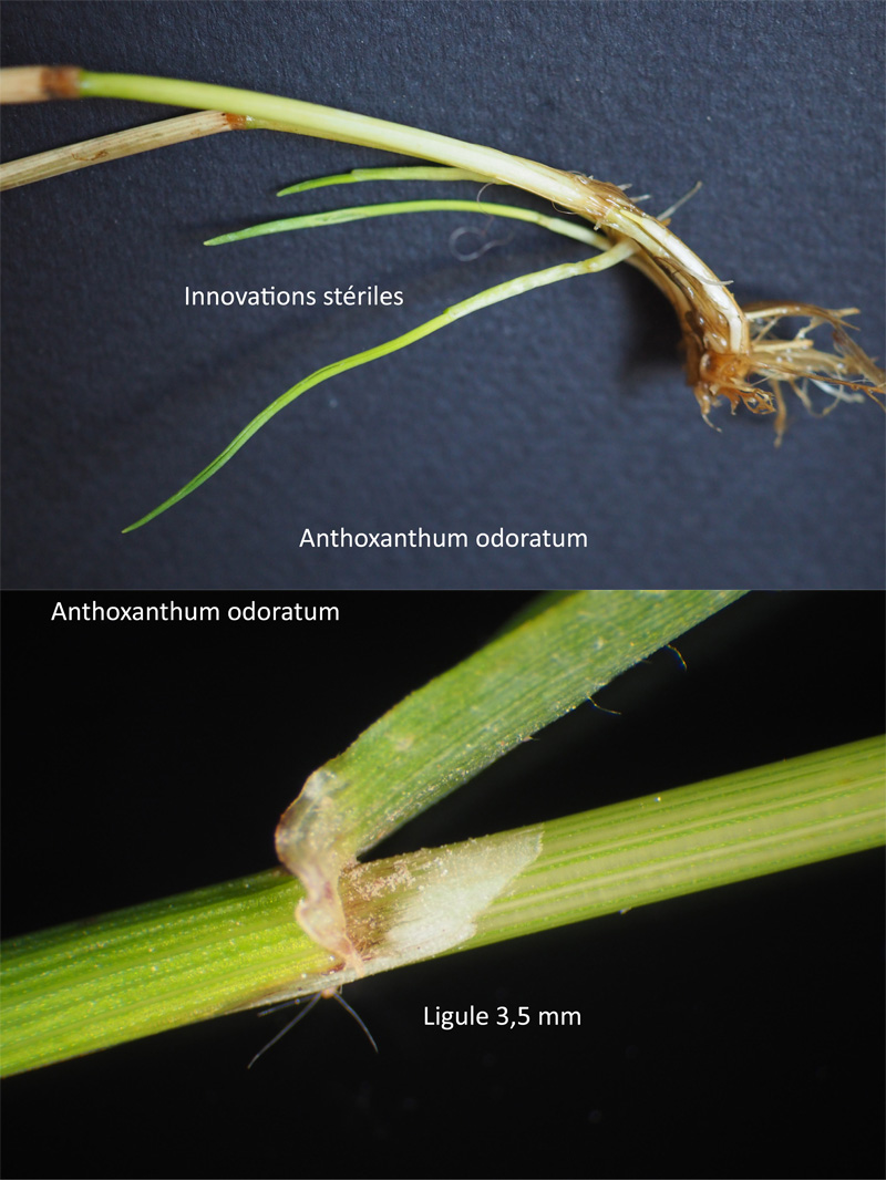 Anthoxanthum odoratum L. : La Flouve odorante #63959