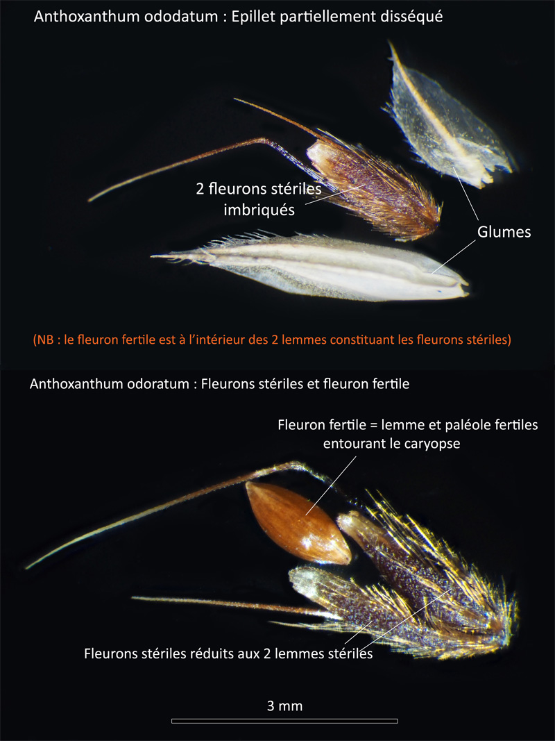 Anthoxanthum odoratum L. : La Flouve odorante #63961
