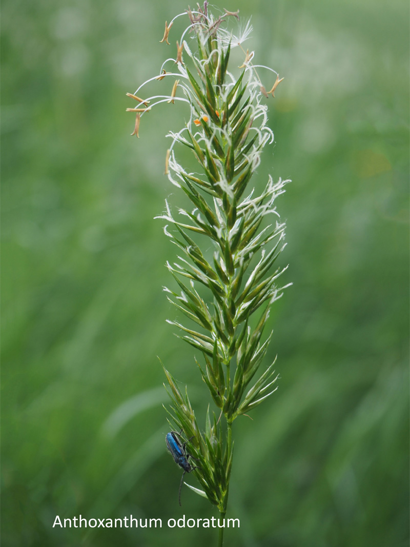 Anthoxanthum odoratum L. : La Flouve odorante #63957