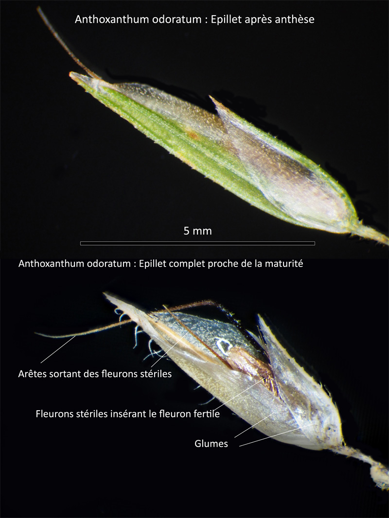 Anthoxanthum odoratum L. : La Flouve odorante #63960