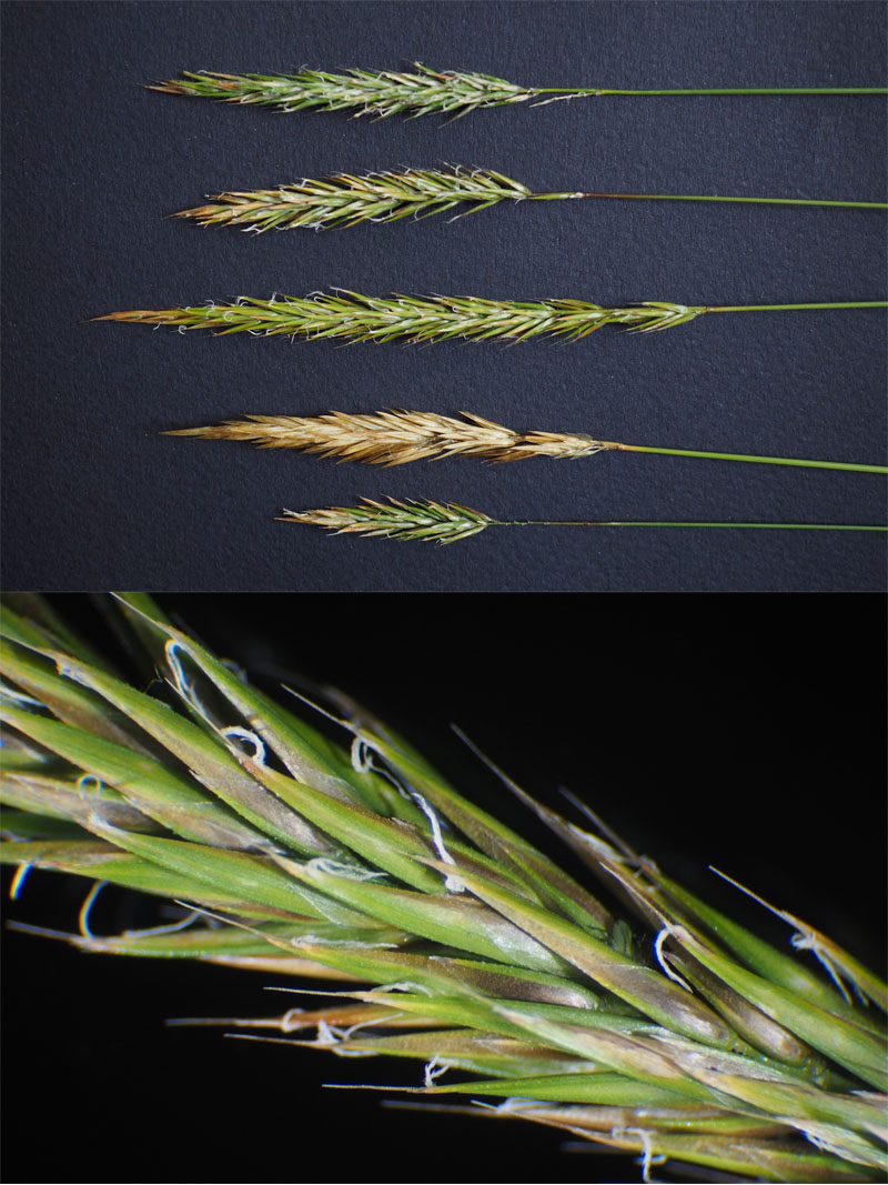 Anthoxanthum odoratum L. : La Flouve odorante #63958