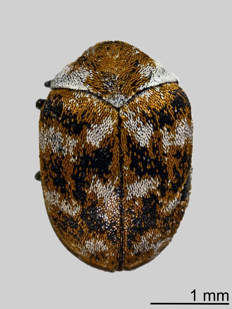Anthrenus verbasci (Linnaeus 1767), imago #48860