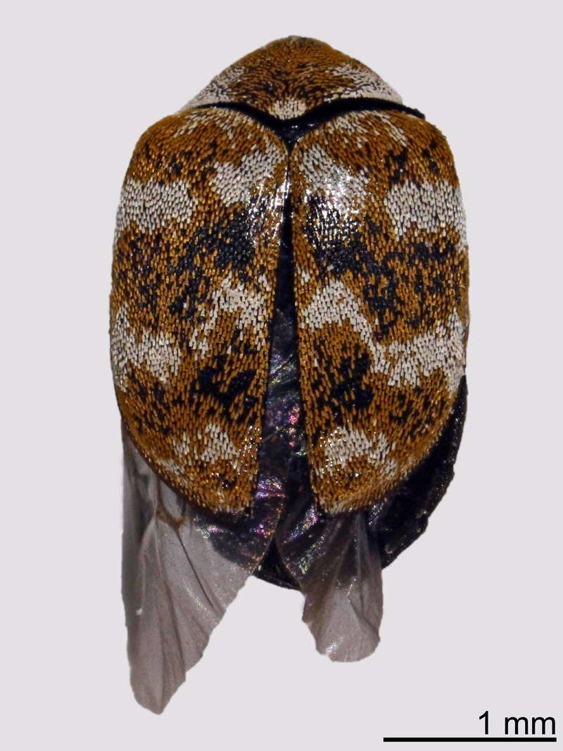 Anthrenus verbasci (Linnaeus 1767), imago #48859