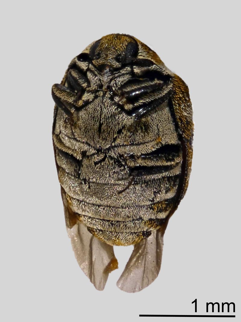 Anthrenus verbasci (Linnaeus 1767), imago #48861