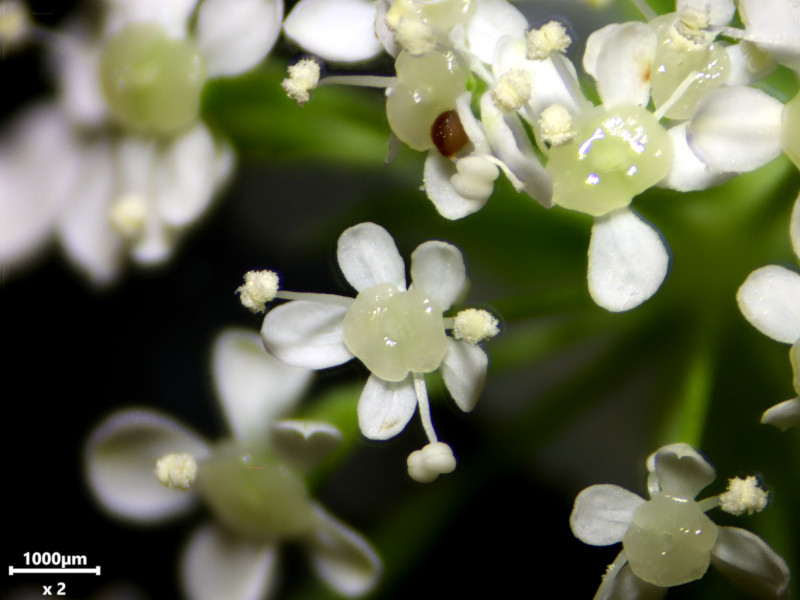 Anthriscus sylvestris (L.) Hoffm - Cerfeuil des bois #86301