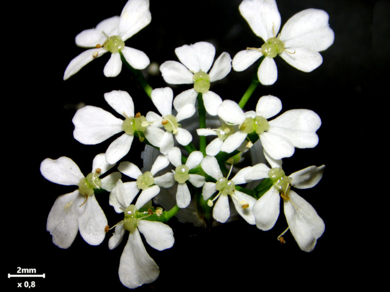 Anthriscus sylvestris (L.) Hoffm - Cerfeuil des bois #86297