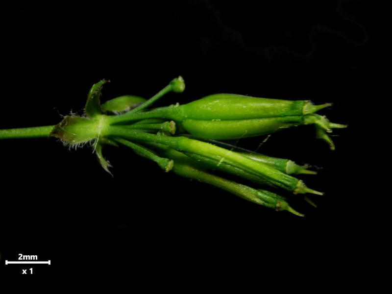 Anthriscus sylvestris (L.) Hoffm - Cerfeuil des bois #86304