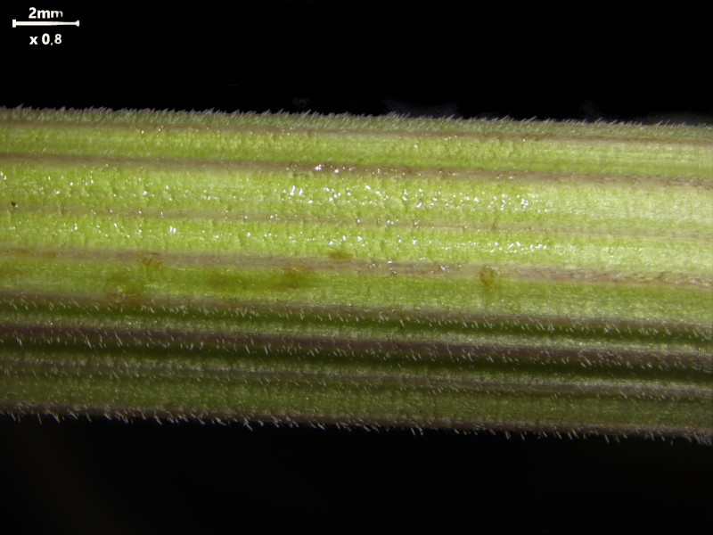 Anthriscus sylvestris (L.) Hoffm - Cerfeuil des bois #86280