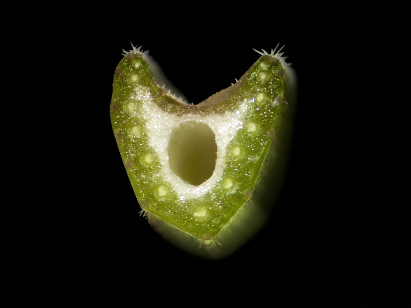 Anthriscus sylvestris (L.) Hoffm - Cerfeuil des bois #86289