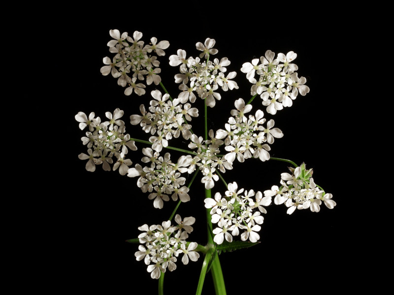 Anthriscus sylvestris (L.) Hoffm - Cerfeuil des bois - pollen #86271