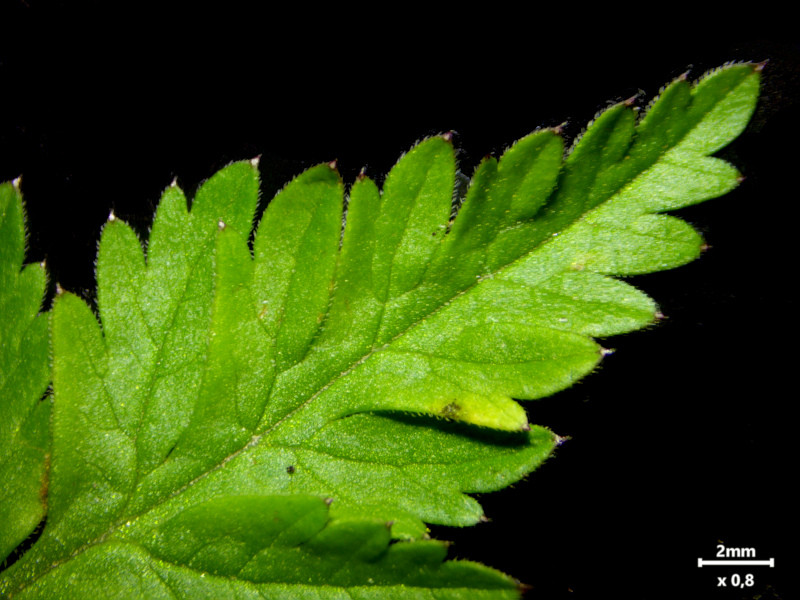 Anthriscus sylvestris (L.) Hoffm - Cerfeuil des bois #86290