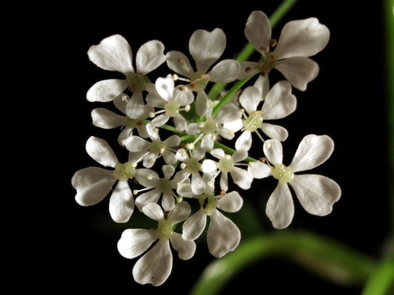 Anthriscus sylvestris (L.) Hoffm - Cerfeuil des bois #86296