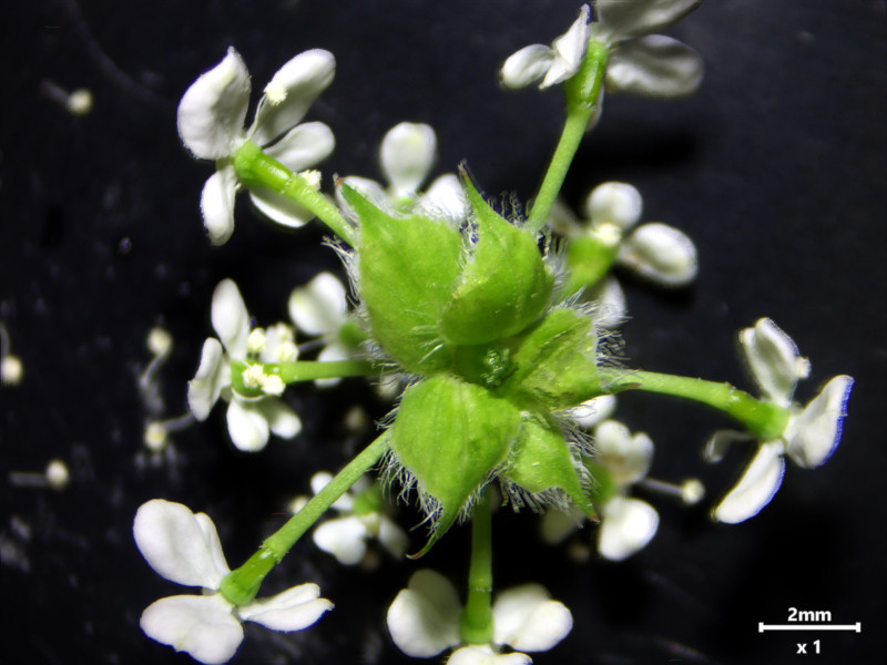 Anthriscus sylvestris (L.) Hoffm - Cerfeuil des bois #86298
