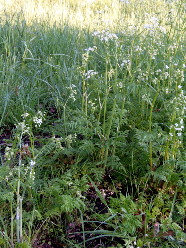 Anthriscus sylvestris (L.) Hoffm - Cerfeuil des bois #86279