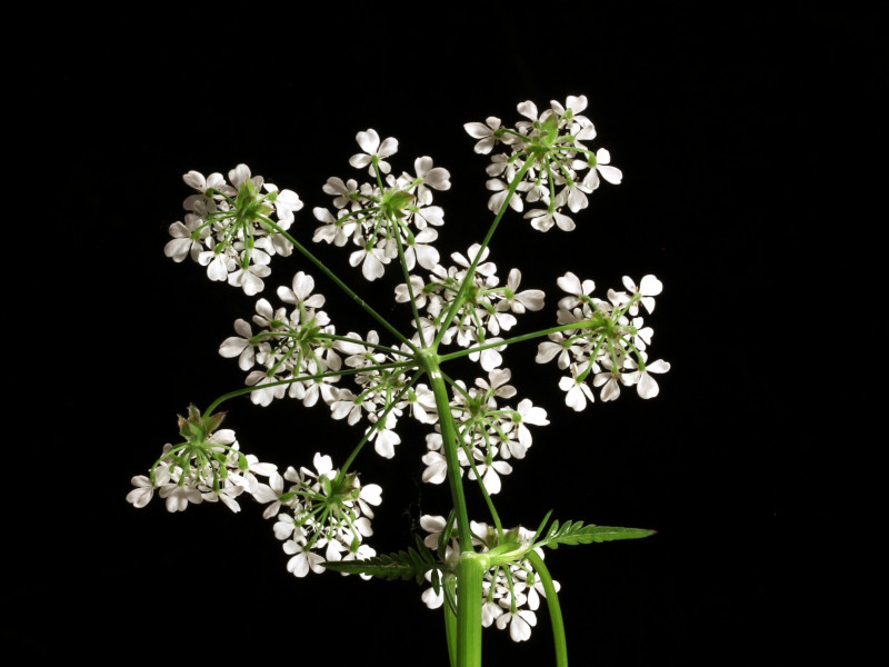 Anthriscus sylvestris (L.) Hoffm - Cerfeuil des bois #86295