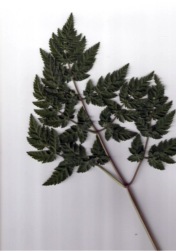 Anthriscus sylvestris (L.) Hoffm - Cerfeuil des bois #86285