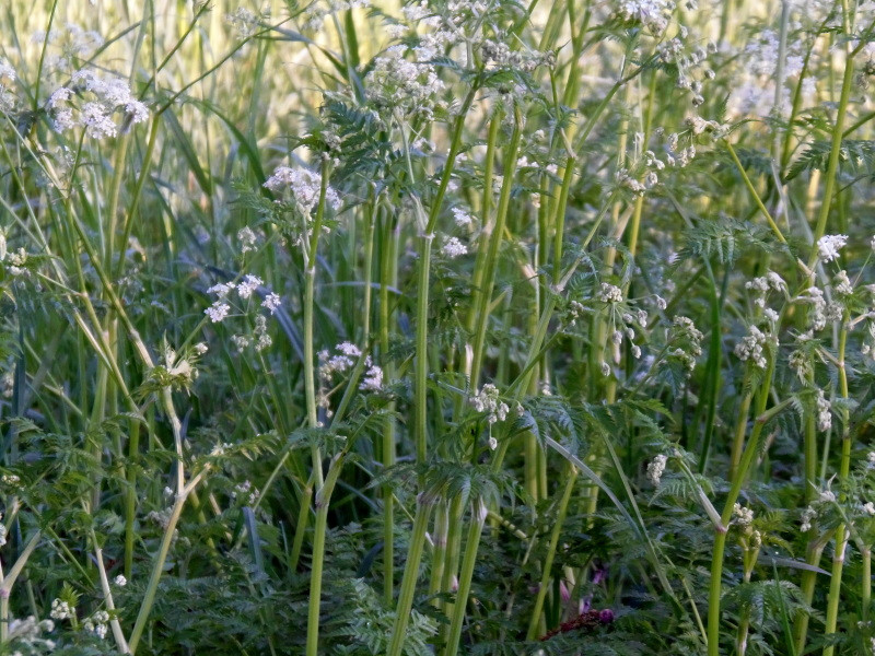 Anthriscus sylvestris (L.) Hoffm - Cerfeuil des bois #86278