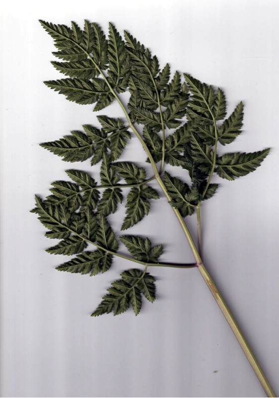 Anthriscus sylvestris (L.) Hoffm - Cerfeuil des bois #86286