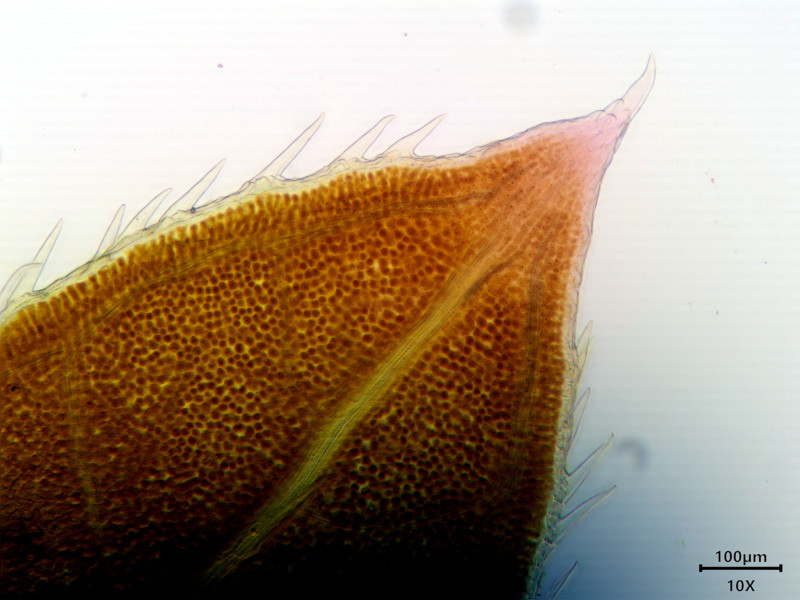 Anthriscus sylvestris (L.) Hoffm - Cerfeuil des bois #86291