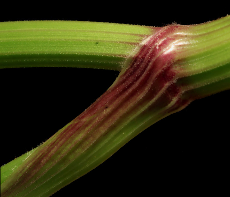 Anthriscus sylvestris (L.) Hoffm - Cerfeuil des bois #86287