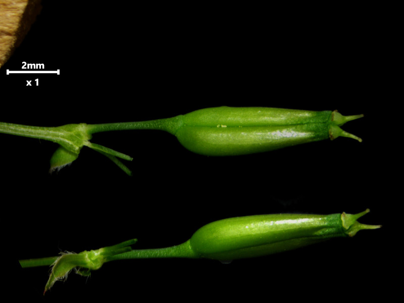 Anthriscus sylvestris (L.) Hoffm - Cerfeuil des bois #86305