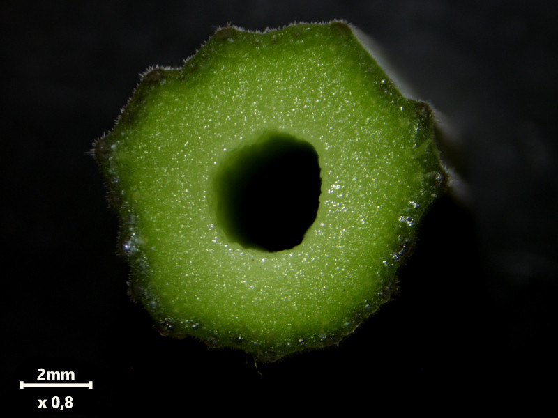 Anthriscus sylvestris (L.) Hoffm - Cerfeuil des bois #86282