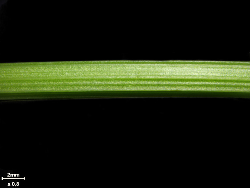 Anthriscus sylvestris (L.) Hoffm - Cerfeuil des bois #86281