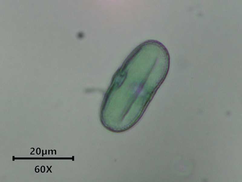 Anthriscus sylvestris (L.) Hoffm - Cerfeuil des bois - pollen #86274