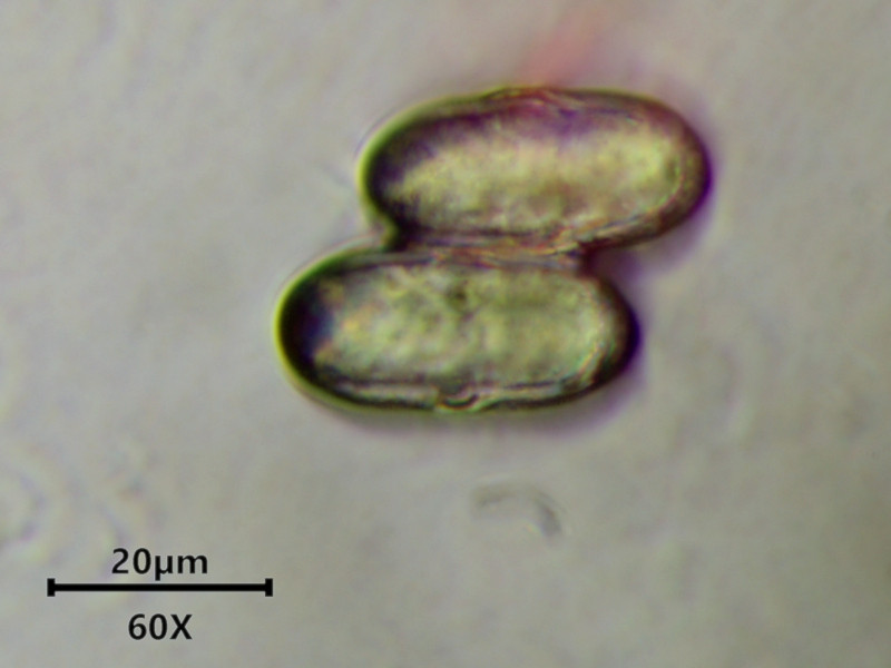 Anthriscus sylvestris (L.) Hoffm - Cerfeuil des bois - pollen #86273