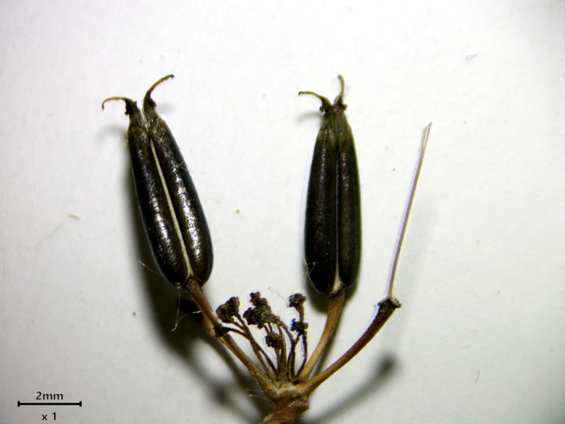 Anthriscus sylvestris (L.) Hoffm - Cerfeuil des bois #86306