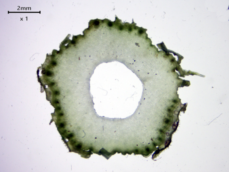 Anthriscus sylvestris (L.) Hoffm - Cerfeuil des bois #86283