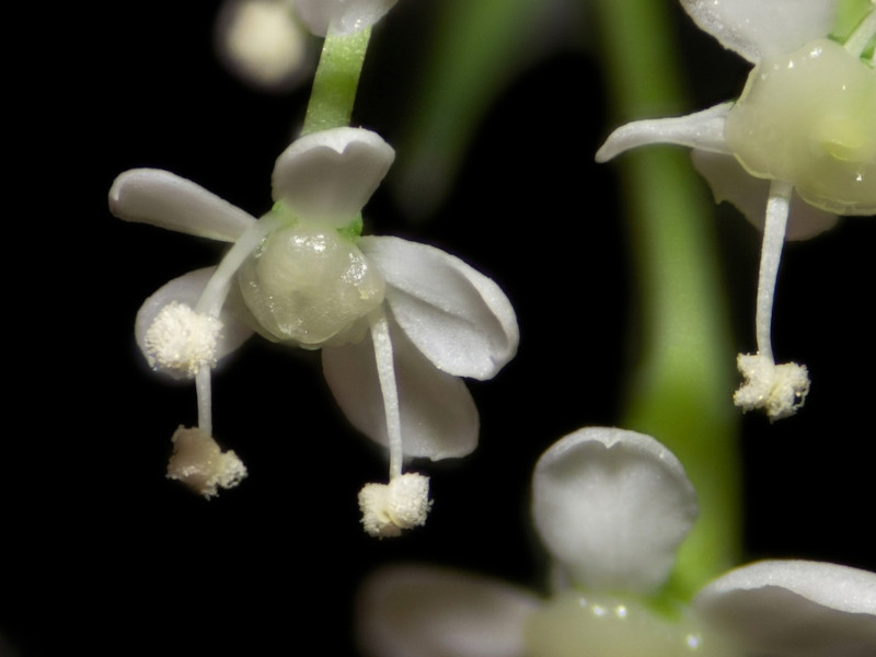 Anthriscus sylvestris (L.) Hoffm - Cerfeuil des bois #86302