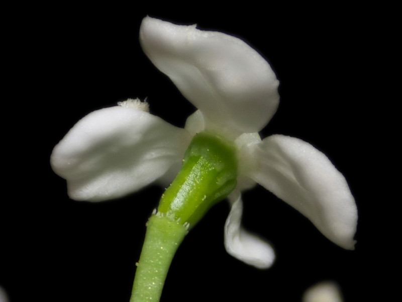 Anthriscus sylvestris (L.) Hoffm - Cerfeuil des bois #86303