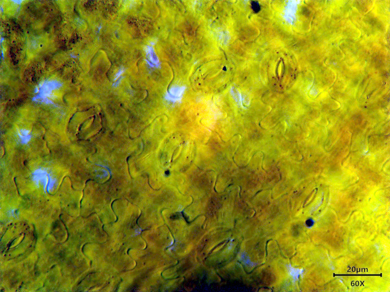 Anthriscus sylvestris (L.) Hoffm - Cerfeuil des bois #86293