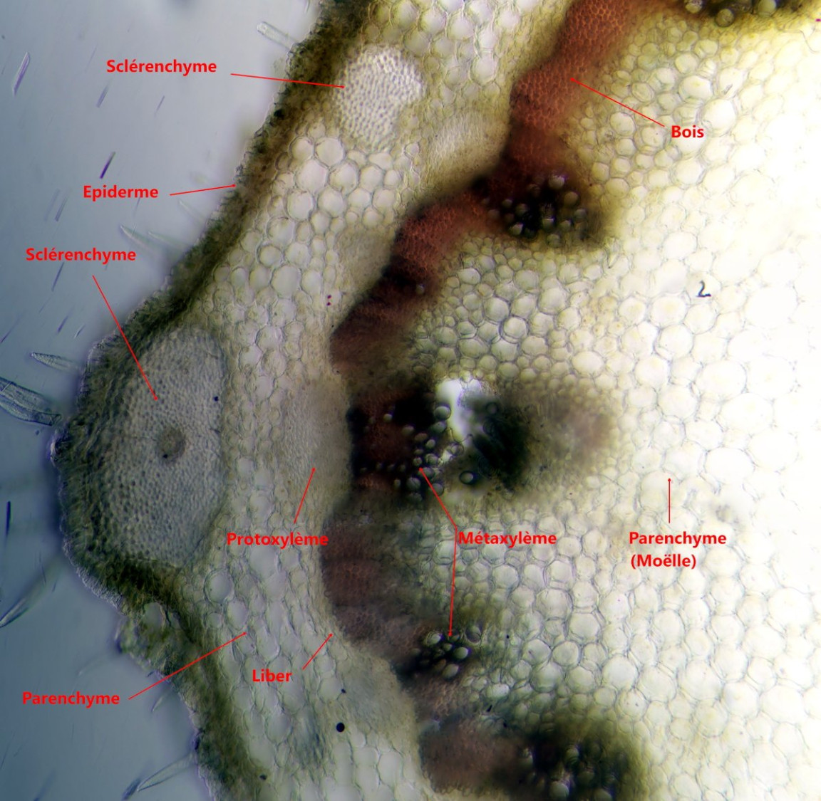 Anthriscus sylvestris (L.) Hoffm - Cerfeuil des bois #86284