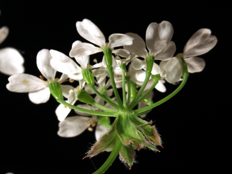 Anthriscus sylvestris (L.) Hoffm - Cerfeuil des bois #86299