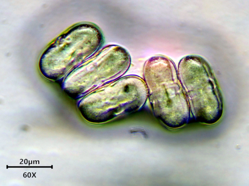 Anthriscus sylvestris (L.) Hoffm - Cerfeuil des bois - pollen #86272