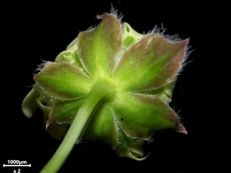 Anthriscus sylvestris (L.) Hoffm - Cerfeuil des bois #86300