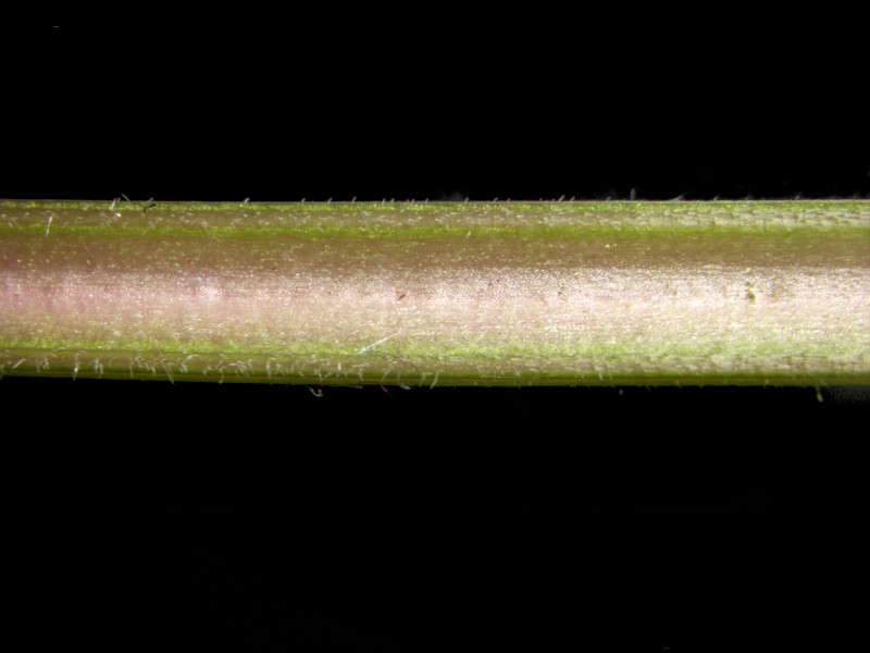 Anthriscus sylvestris (L.) Hoffm - Cerfeuil des bois #86288