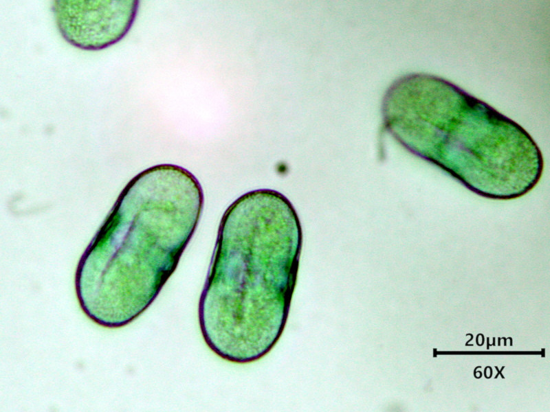 Anthriscus sylvestris (L.) Hoffm - Cerfeuil des bois - pollen #86275