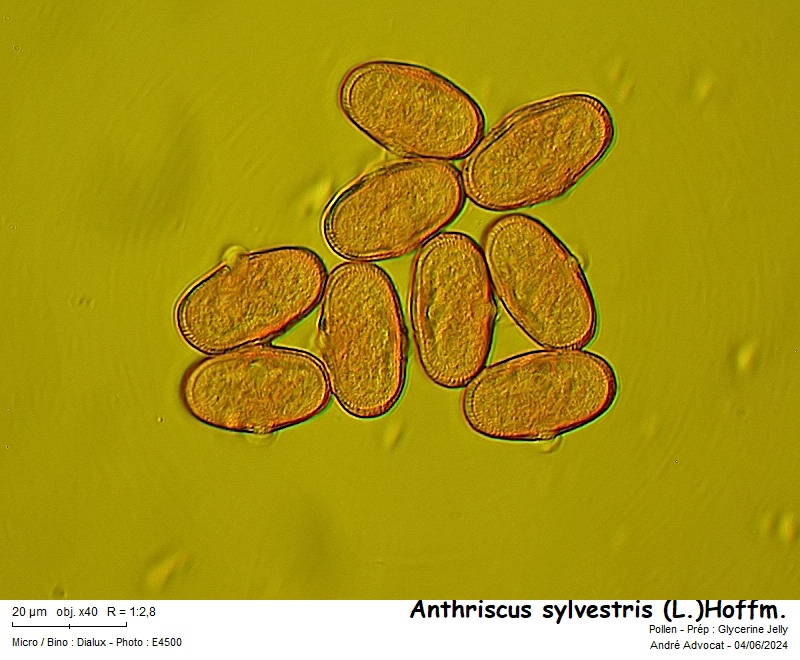 Anthriscus sylvestris (L.)Hoffm. #79040