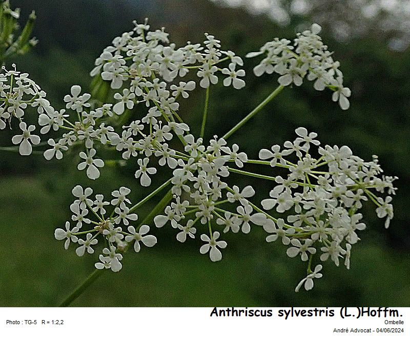 Anthriscus sylvestris (L.)Hoffm. #78997
