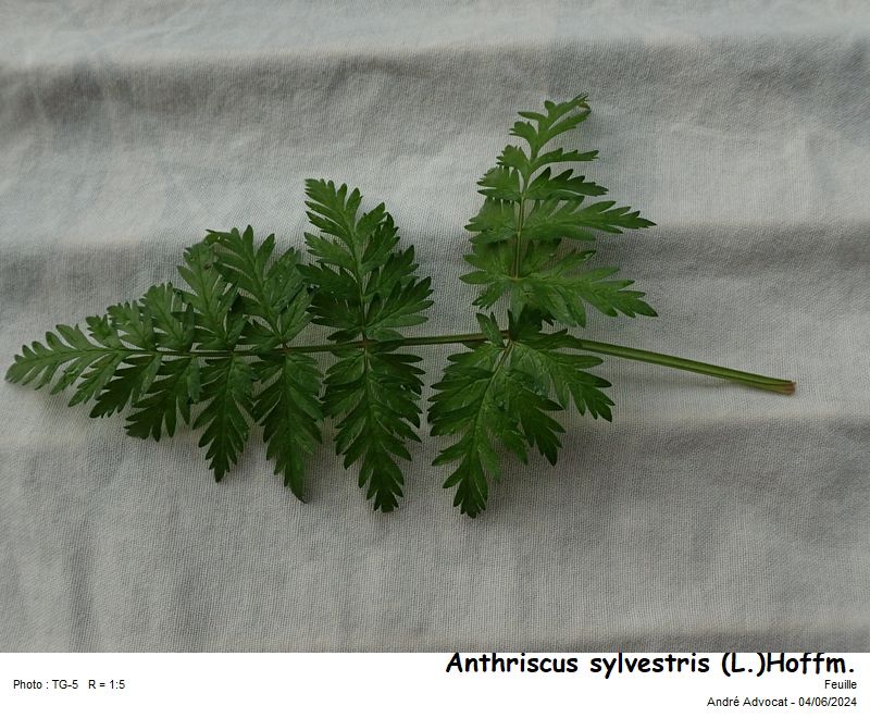 Anthriscus sylvestris (L.)Hoffm. #78996