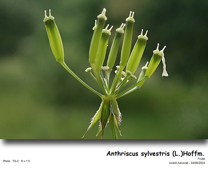 Anthriscus sylvestris (L.)Hoffm. #78999