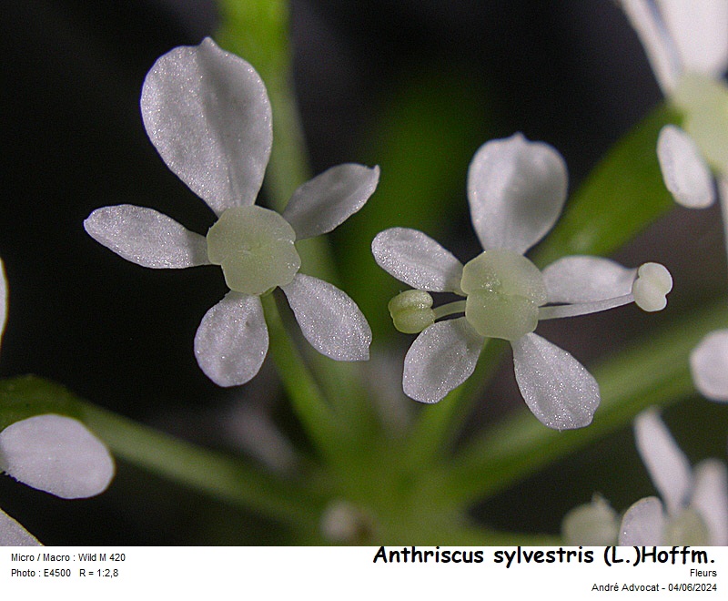Anthriscus sylvestris (L.)Hoffm. #78998