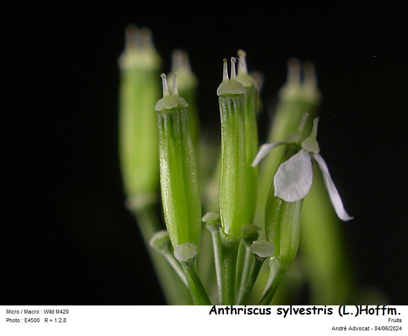 Anthriscus sylvestris (L.)Hoffm. #79000