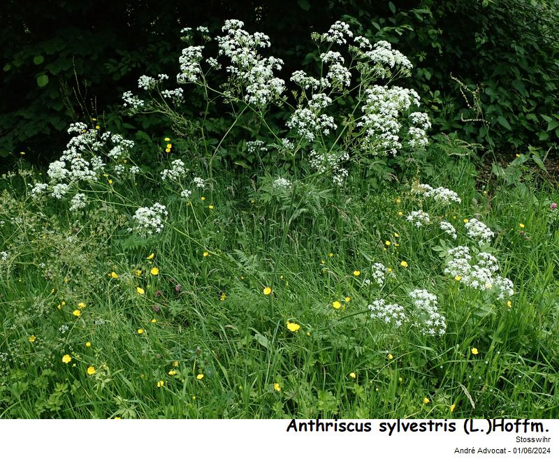 Anthriscus sylvestris (L.)Hoffm. #78995