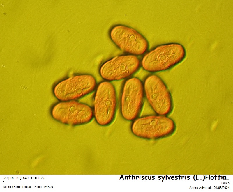 Anthriscus sylvestris (L.)Hoffm. #79003