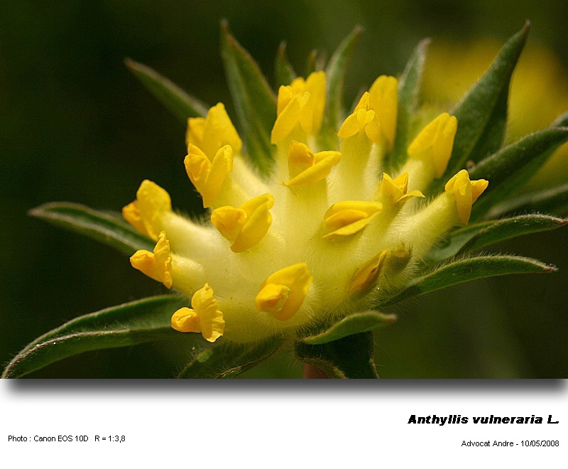Anthyllis vulneraria L. (Anthyllide vulnéraire) #3991
