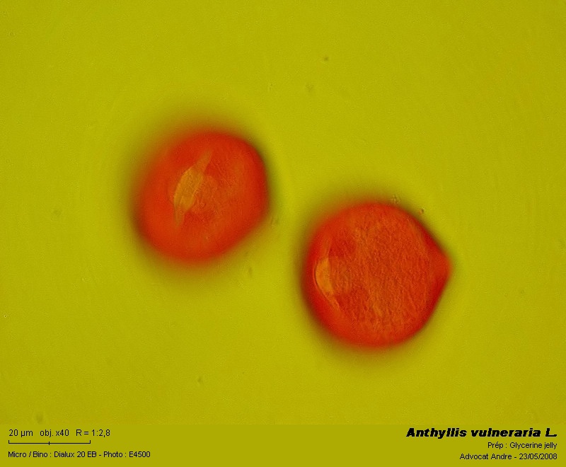 Anthyllis vulneraria L. (Anthyllide vulnéraire) #3993